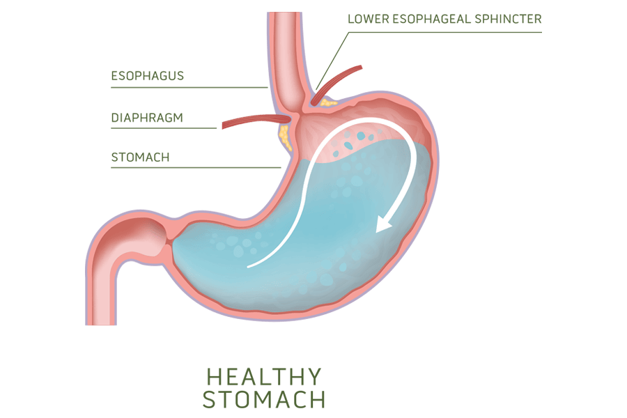 Illustration of a healthy stomach